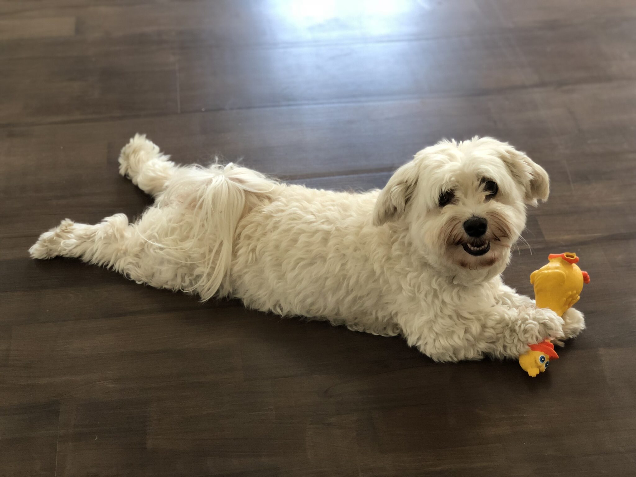 Penni testar: tugg med WOOF-faktor!