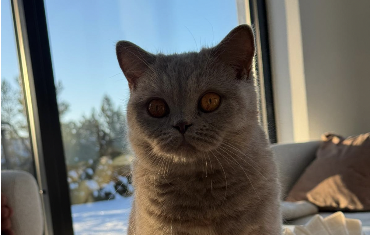 Ny kollega på Vovvo: Kiwi – Katten med fler åsikter än nio liv