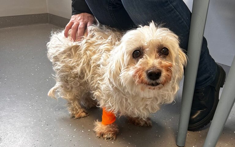 När magen viskar men hjärtat skriker – min berättelse om livmoderinflammation