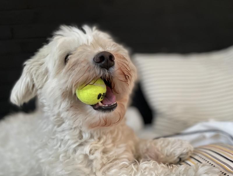 Penni tycker till: Våren är här – och leksakerna åker fram!